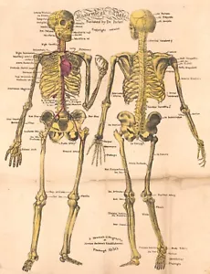 14332. Cartel de decoración estampado. Diseño de arte de pared de habitación. Medicina temprana. Esqueleto - Imagen 1 de 1