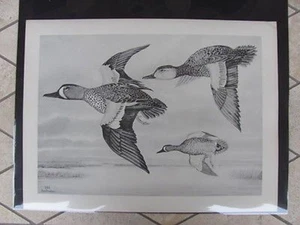 Original   Rex Brasher#140 Hand Painted Bird Print  Blue Wing Teal  #140REX2 DSS - Picture 1 of 1