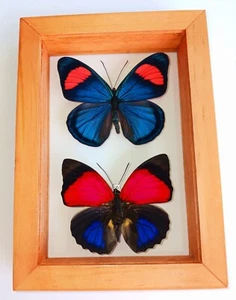 2 REAL BUTTERFLIES FRAMED SPECIAL COLLECTION MOUNTED DOUBLE GLASS 4.5"X6.5 - Picture 1 of 3