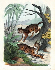 Serval oder Buschkatze. Altcolorierte Lithografie von 1863 - Picture 1 of 1