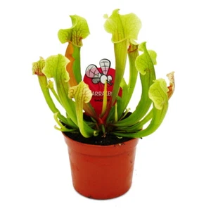 Schlauchpflanze - Trompetenkrug-Pflanze - Sarracenia smoorii - Fleischfressende - Bild 1 von 5
