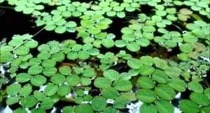 Salvinia Minima Live Floating Aquatic Plant Freshwater Aquarium & Pond Plants - Picture 1 of 2