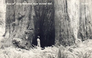 UVPC Basis eines lebenden Redwood Baumes einmal ausgebrannt Oregon ODER Postkarte - Bild 1 von 2