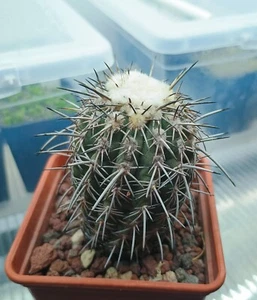 Islaya islayensis v. lindley, rare adult flowering plant in a 7x7 cm pot. - Picture 1 of 2