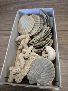Sea Shells - Picture 1 of 5
