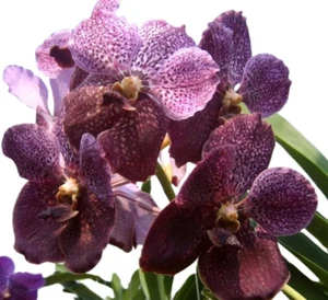 Ascocenda Kultana Brown x Vanda Kultana Violetta Orchid ~ Not in Bloom - Picture 1 of 5