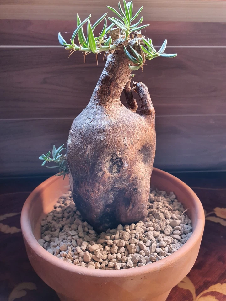 Pachypodium Bispinosum Big Rare Adult CAUDEX succulent suculenta grande - Imagen 1 de 4
