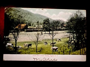 1907 Arden Farms Cows, Arden, NY Vintage Postcard - Picture 1 of 2