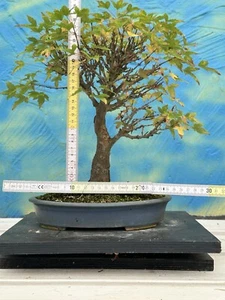 Joe Bonsai Dreispitzahorn Acer buergerianum Ahorn Besen Form Schale Rarität - Bild 1 von 10