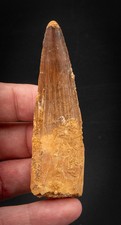  Spinosaurus Dinosaur Tooth    3.09”             2537