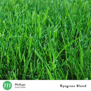 McKays Rye grass Lawn Seed Blend 3kg - Fast Germinating - Lawn Seed - Picture 1 of 2