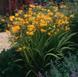 10 Crocosmia George Davison Yellow Summer Flowering Bulbs Garden Perennial Corms - Picture 1 of 7