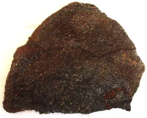 Gem Dinosaur Bone Fossil - Dino - Slab - Utah - Brown - White - 90 grams - Picture 1 of 2