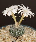 Discocactus horstii Hyb cacti rare cactus seed 15 SEEDS
