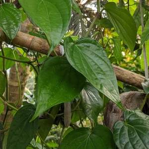 SOLE essiccato 50+ foglie di Piper Betel fresco Betel Paan Lá trầu 100% naturale Sri Lanka - Foto 1 di 6