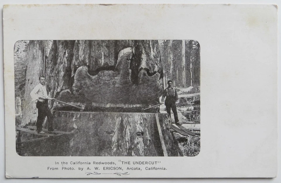 1906 A.W. Ericson " The Undercut" In The California Redwoods Arcata Humboldt Cty - Image 1 of 2