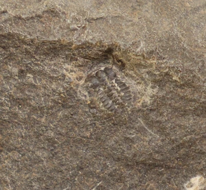 Trilobit, Olenus truncatus, Kambrium, Närke, Schweden -f887 - Bild 1 von 3