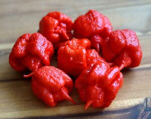 Hot Chili Pfeffer Carolina Reaper - Die schärfste Chili der Welt - 10 Samen