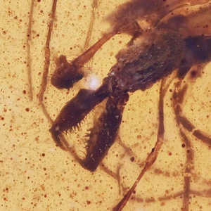 Rare Archaeidae (Assassin Spider), Fossil Inclusion in Burmese Amber - Picture 1 of 4