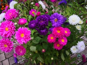 1000 Samen Sommeraster Bunte Mischung Callistephus chinensis Garten Blumen - Afbeelding 1 van 6