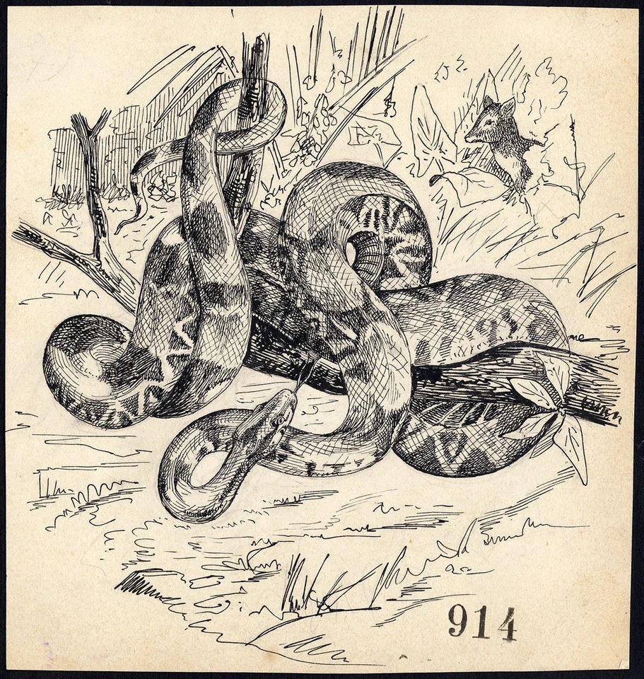 Antique Drawing-SNAKE-PYTHON-BOA-ITEM 914-Gerard Claes-1900 Foto 1 de 1