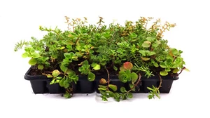 50 Stück Sedum Stauden Flachballen für extensive Dachbegrünung Gründach Pflanzen - Bild 1 von 3