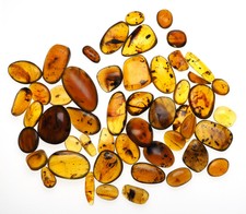 Burmese Amber, Lot of 50 with Fossil inclusions, insects and plants