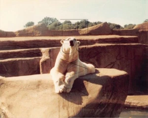 Original 3.5x4.5 Photo Polar Bear At Animal Zoo Park H159 #51 - Bild 1 von 2