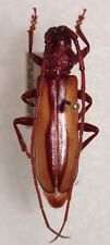 Cerambycidae Poeciloxestia dorsalis Brazil #13F Longhorn Beetle Insect RARE