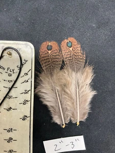 Rothschild Peacock Pheasant feathers - Picture 1 of 3