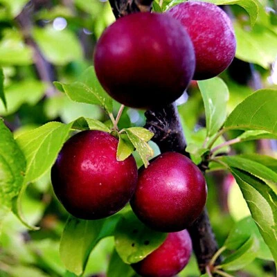 СЕМЕНА АМЕРИКАНСКОЙ СЛИВЫ (Prunus americana) быстро плодоносящий цветок растение выносливая зона 3 - Изображение 1 из 4