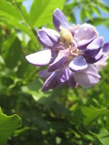 10 Samen Chin. Blauregen Wisteria Zierpflanze Kletterpflanze Blüten Glyzinien - Bild 1 von 3