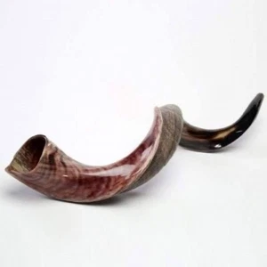Yemenite Shofar Kudu Horn 31”-41”XL New KOSHER Made Half Polished FREE SHIPPING - Picture 1 of 11