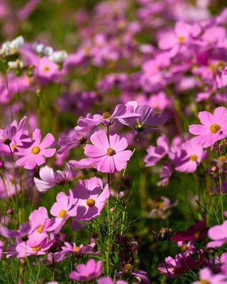 SEEDVILLE USA 300 DWARF PINK COSMOS Cosmos Bipinnatus Flower Seeds
