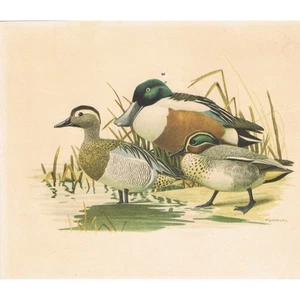 Sarcelle Souchet OISEAUX de FRANCE par BARRUEL Collect. HÉPIATOR N°24 vers 1960 - Imagen 1 de 2