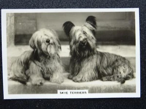 THE SKYE TERRIER - DOGS R/P by Senior Service Cigarette Cards 1939 - Picture 1 of 1