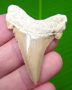 ANGUSTIDENS Shark Tooth 2 & 1/8 in. - SUMMERVILLE LAND SITE - MEGALODON ERA - Picture 1 of 3