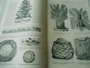 Forêt Pétrifiée de Portland 1844 Gravure Old Print - Imagen 1 de 1