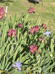 4 starter Plants Tall Bearded Freshly Dug Iris Irises Plum Burgundy Or Blue - Picture 1 of 2