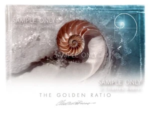 The Golden Ratio - Chambered Nautilus Contemporary Art Print - Picture 1 of 1