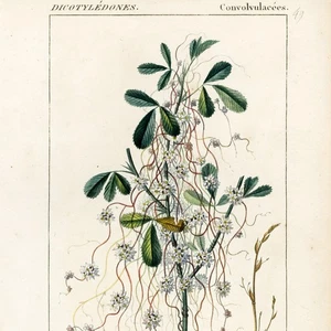 Rare 1816 Turpin Hand-Colored Engravings Dictionnaire Sciences, CUSCUTA Europaea - Picture 1 of 7