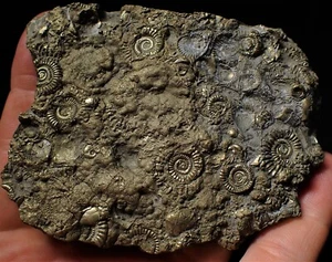 Huge pyrite multi-ammonite bivalve fossil (97mm) Jurassic Coast Fossils minerals - Picture 1 of 8