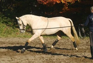 Busse Cotton Lunging Aid - Picture 1 of 2