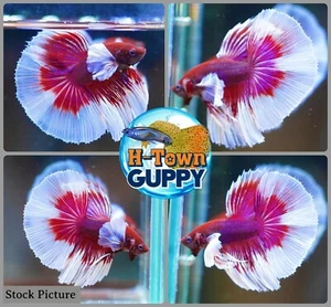 LAVENDER BIG DUMBO EARS HALFMOON - Live Male Betta Fish - High Quality Grade A - Picture 1 of 2