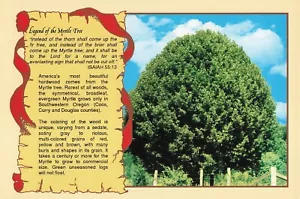 Myrtle Tree Legend & Scripture Bible Verse Oregon Vintage Postcard - Picture 1 of 2