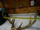Weird 24" wide WHITETAIL DEER RACK 8" Browtine Antlers mule mount taxidermy elk
