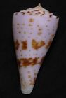 Edspal Shells - Conus Ione  50Mm F+++ Nice Spots Deep Water Sea Shell Cones