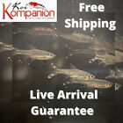 5/10/20X Scissortail Rasbora Freshwater Fish Koi Kompanion Free Shipping