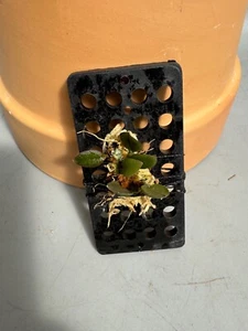Bulbophyllum barbarava - Miniatur Gattung PNG - Bild 1 von 6