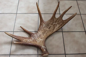 DEKORATIVES SCHWEDEN-ELCHGEWEIH, SCHAUFEL MIT GRAVUR, GEHÖRN, JAGDTROPHÄE #11462 - Bild 1 von 9